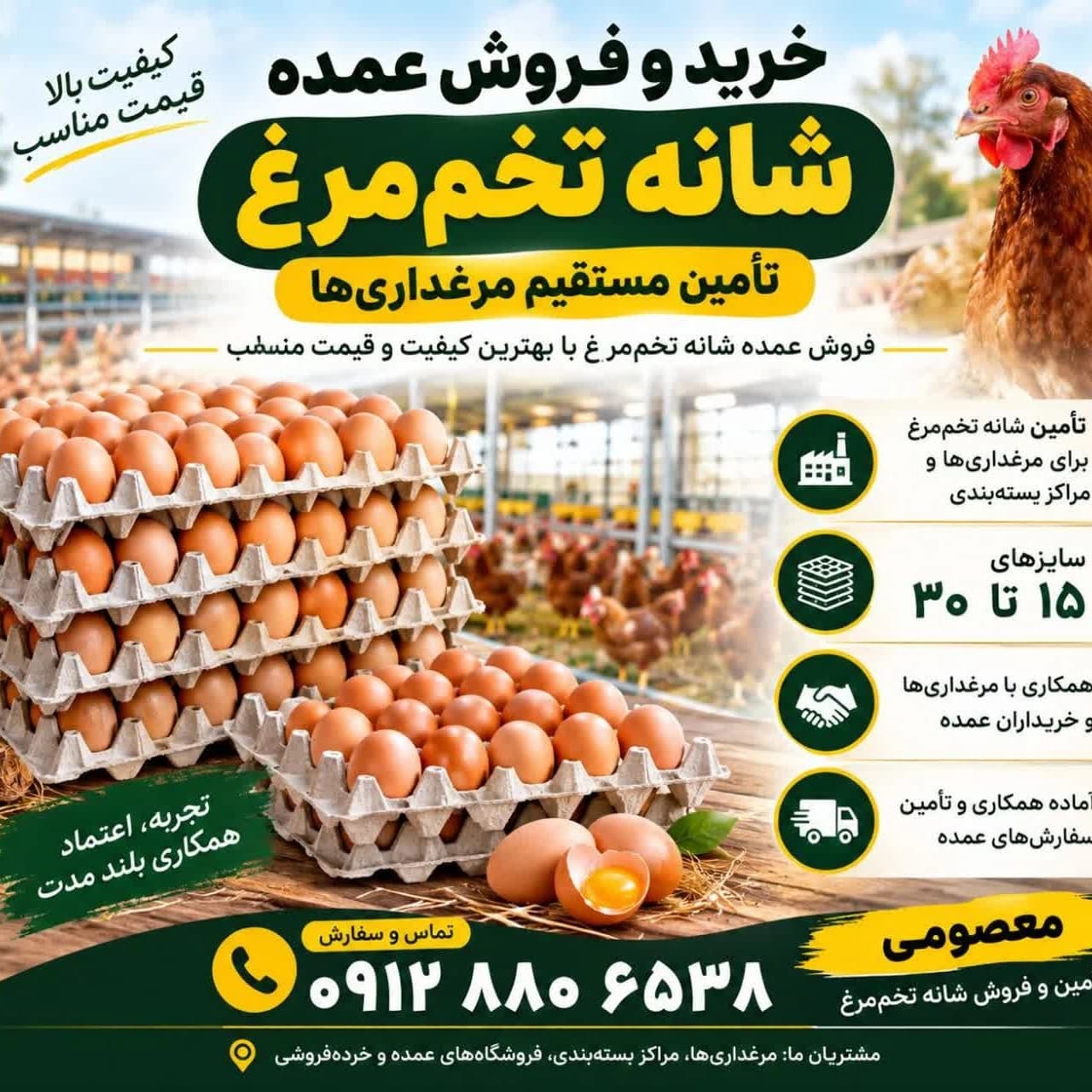 صنعت تولید و بسته‌بندی تخم‌مرغ
